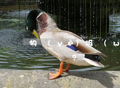 物業(yè)服務(wù)合同糾紛如何解決？